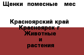 Щенки  помесные 4 мес. - Красноярский край, Красноярск г. Животные и растения » Собаки   